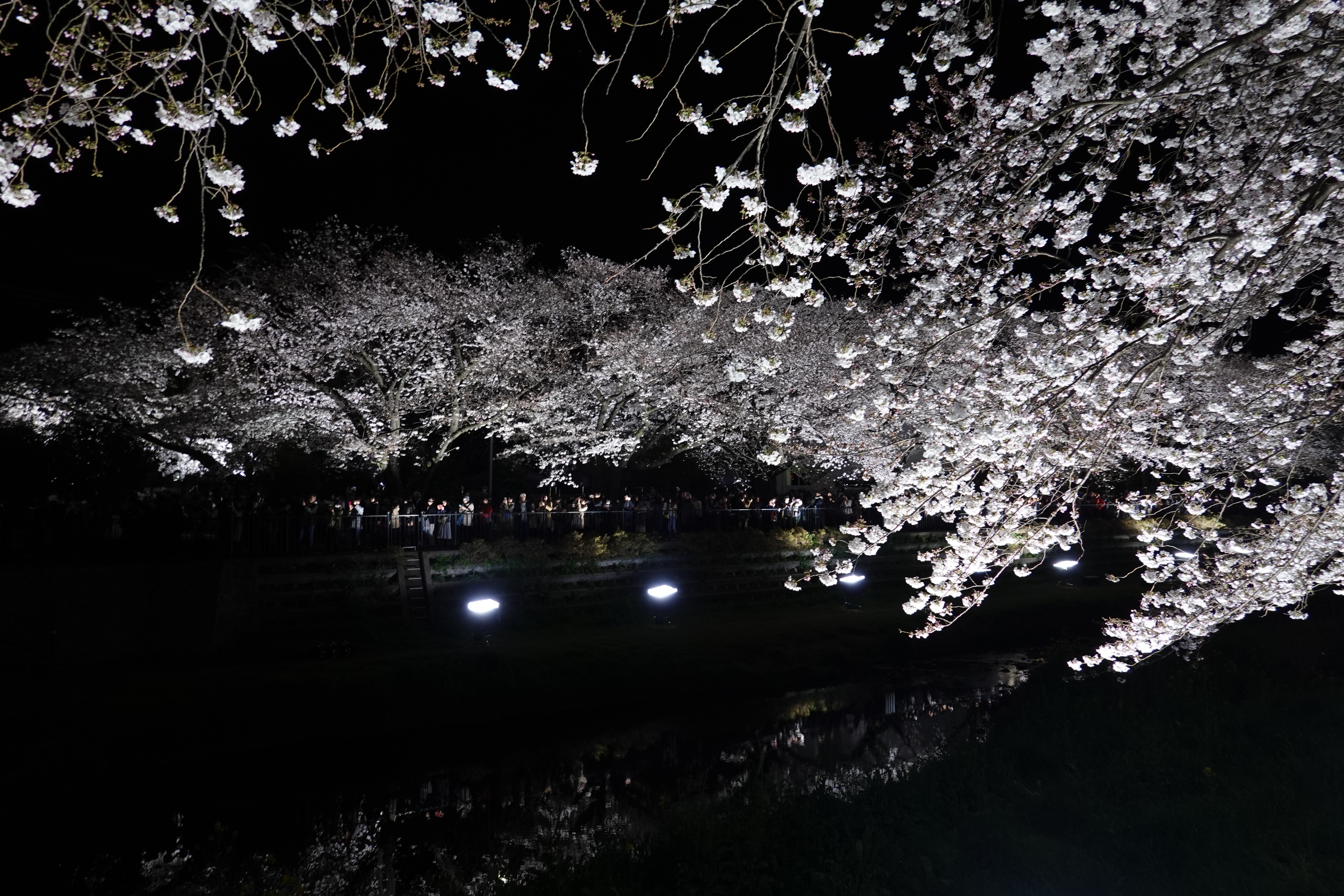 野川の桜 ライトアップ 19 05 おーたく生活